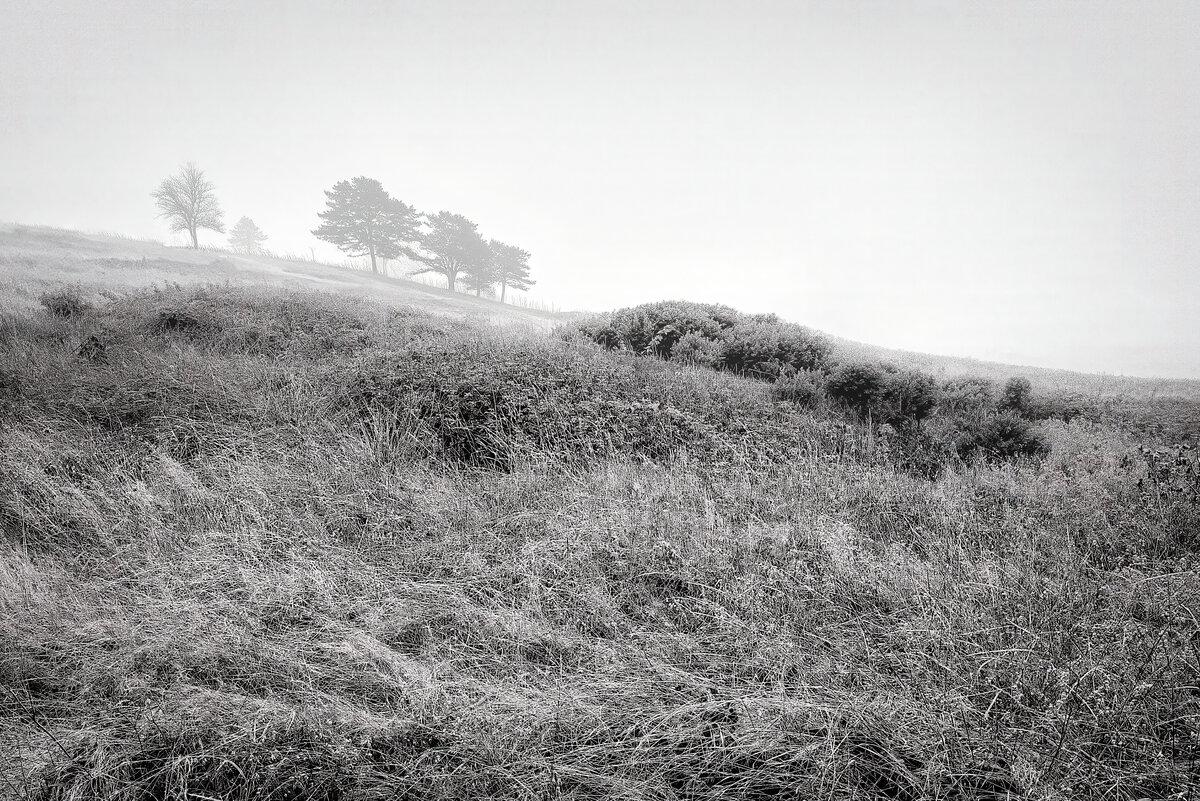 Silent Ridges: Fog at Fiscalini Ranch