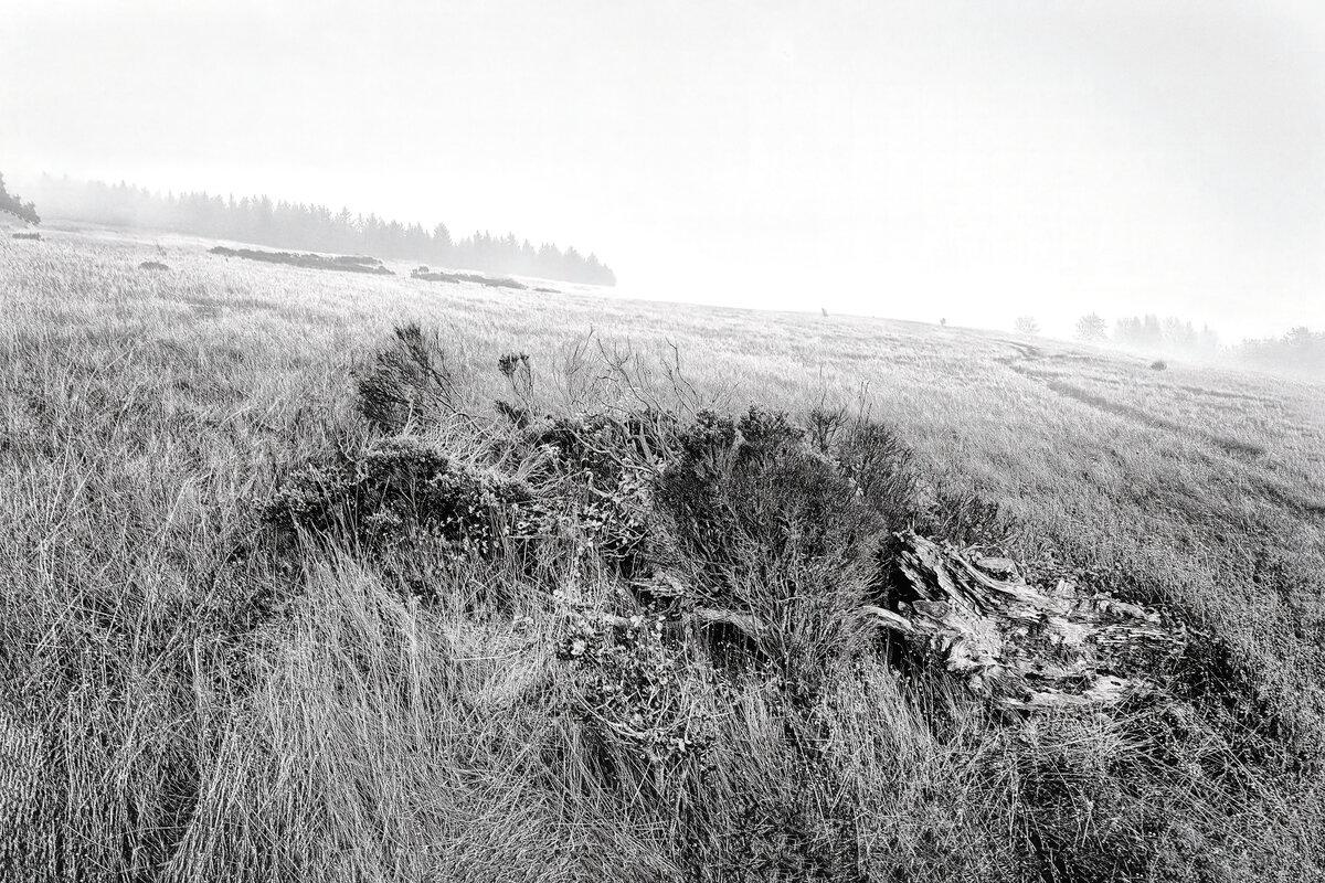 Coastal Prairie: Meadow at Fiscalini Ranch