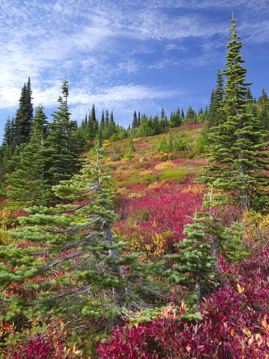 Rich autumn colors at Mt Rainier park