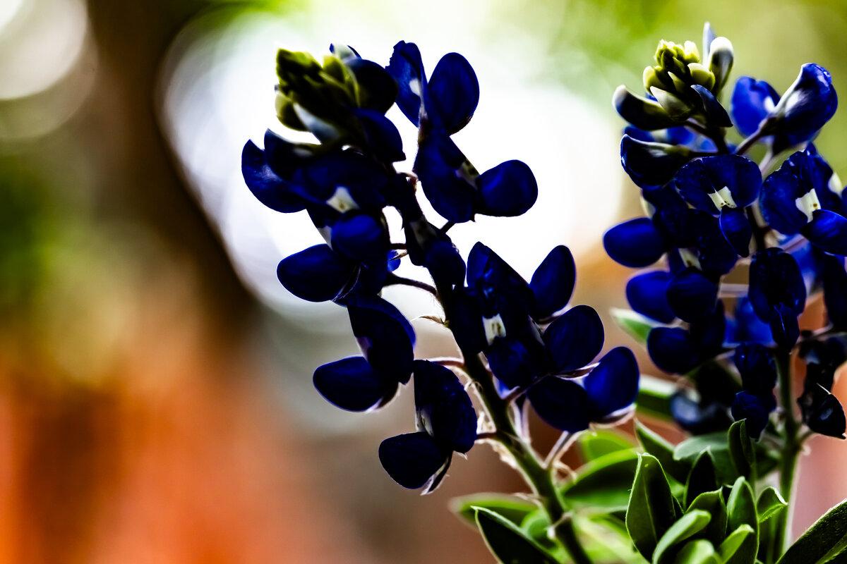 Bluebonnet in Shadow