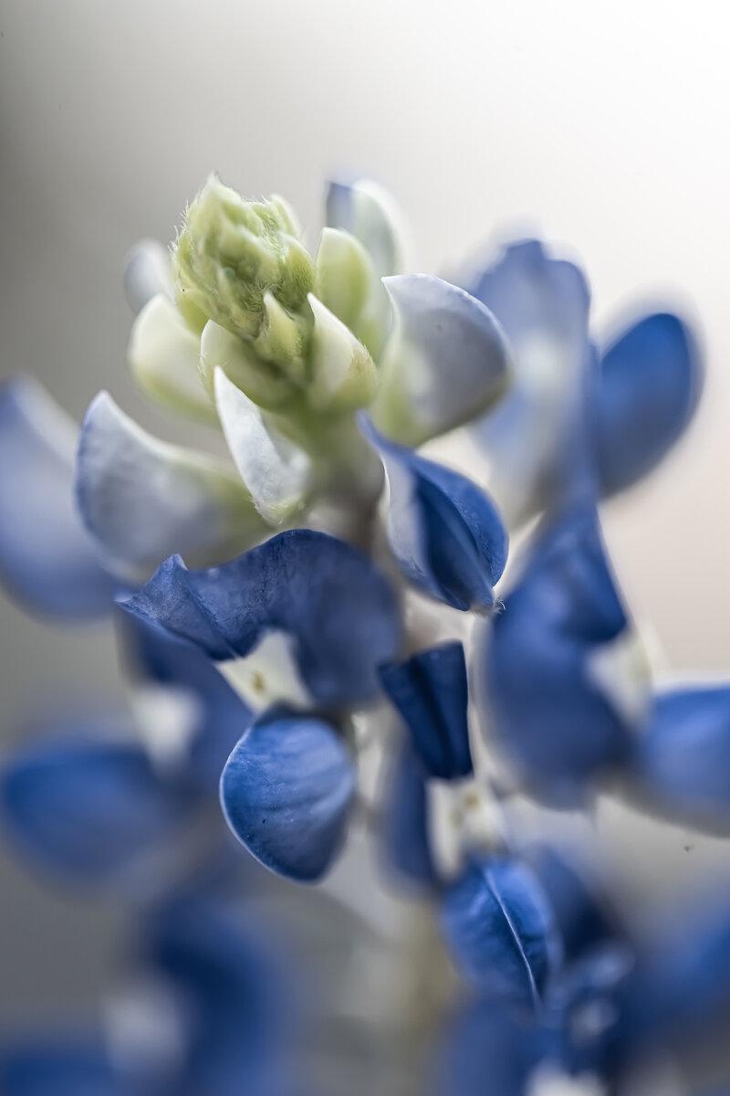 Bluebonnet, pale