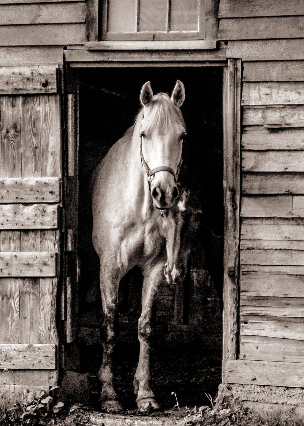Best Friends - Horses